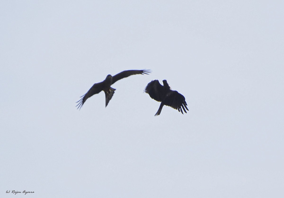 Black Kite - Rajen Ayerra Vildarraz