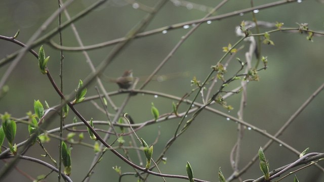 Gray-sided Bush Warbler - ML435635391