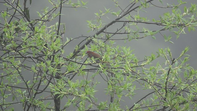 Roselin à tête rouge - ML435635701