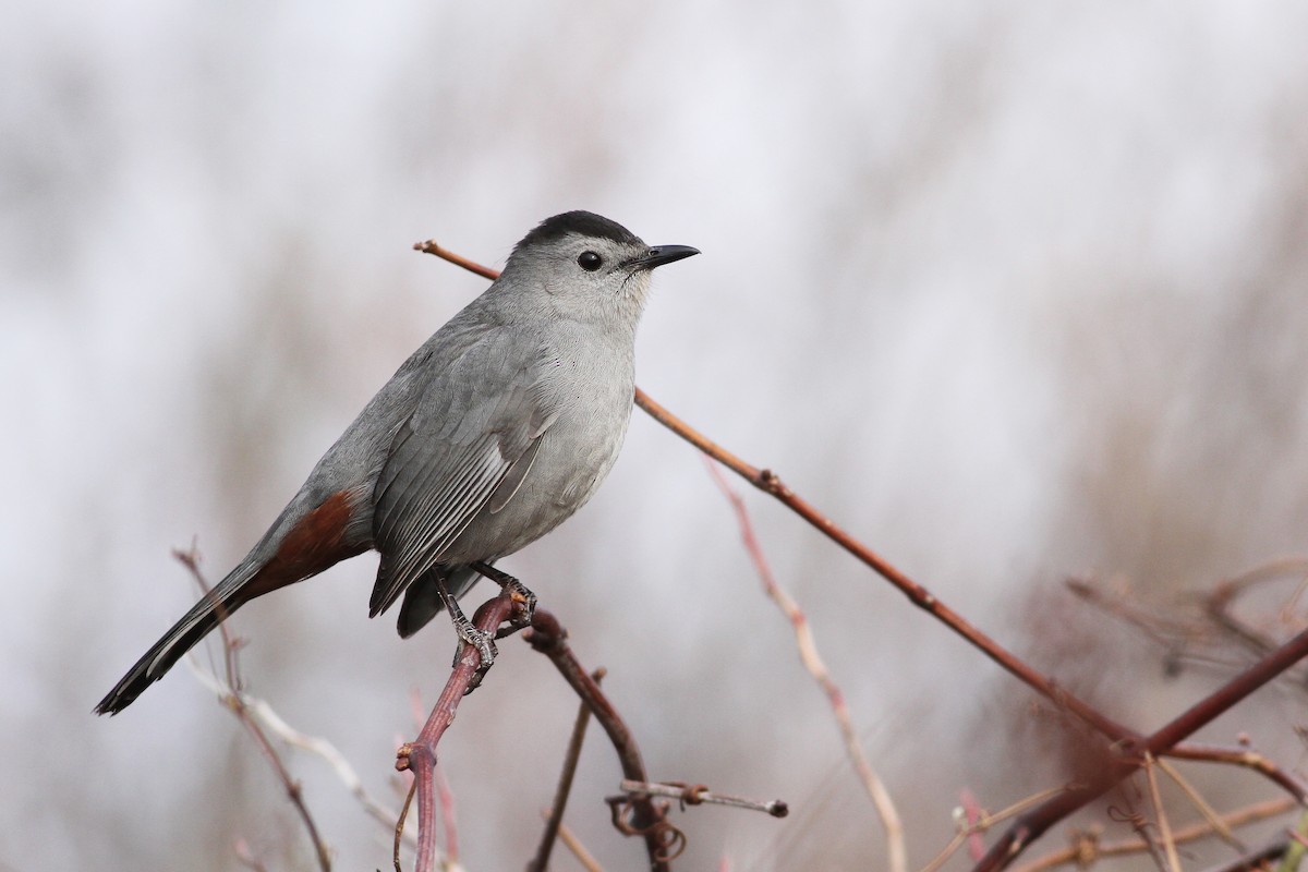 Gray Catbird - Evan Lipton