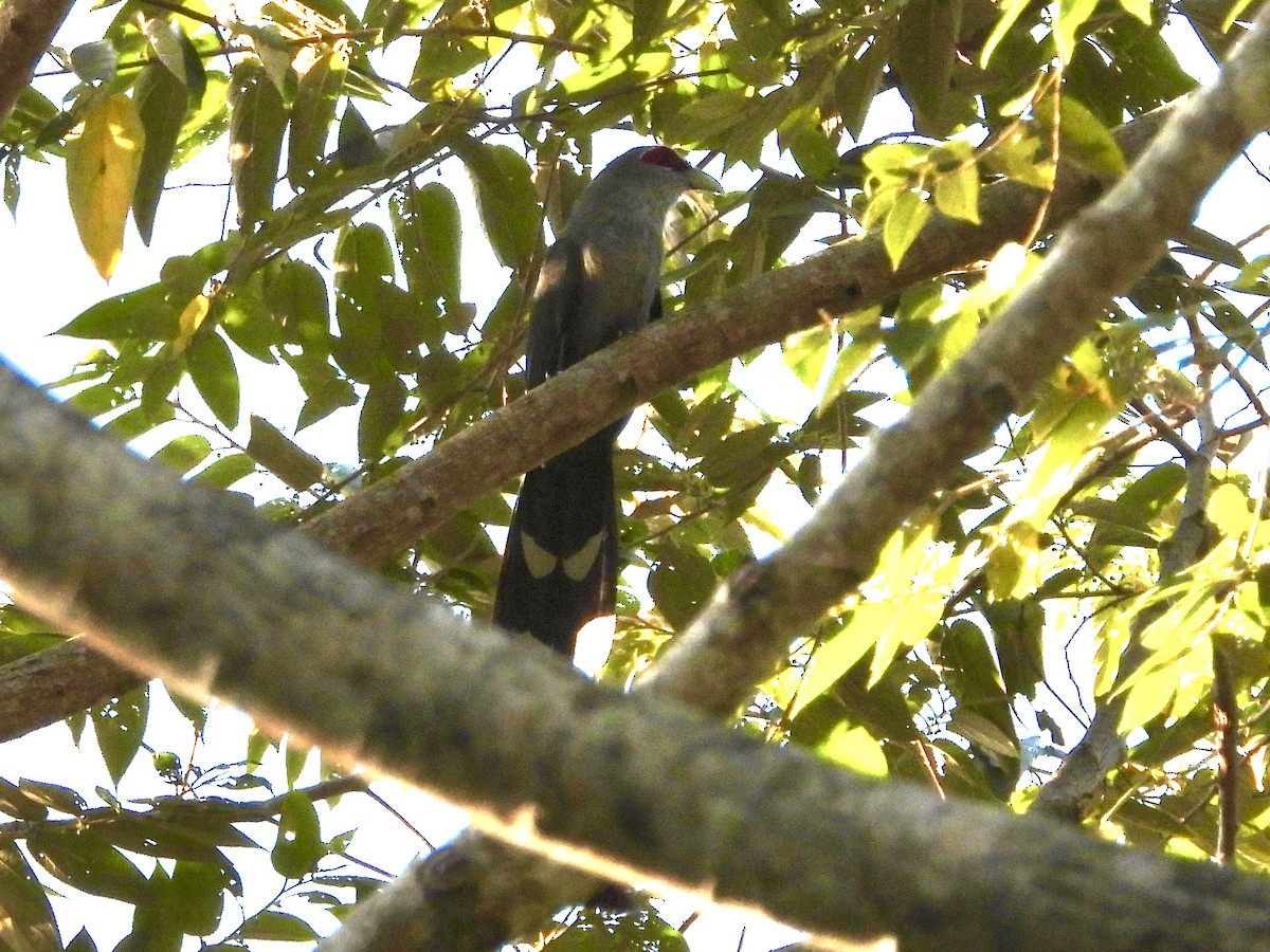 Green-billed Malkoha - ML435635941