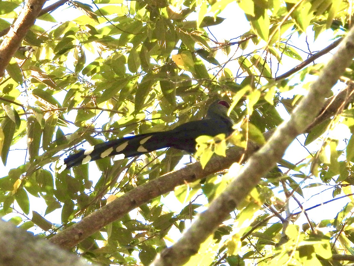 Green-billed Malkoha - ML435635951