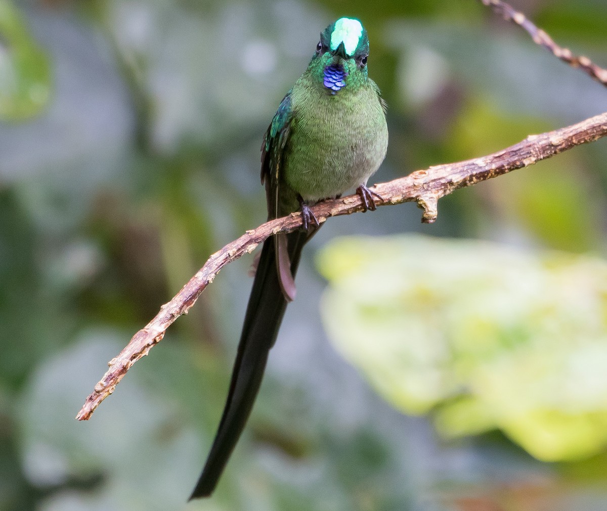 Long-tailed Sylph - Caleb Putnam