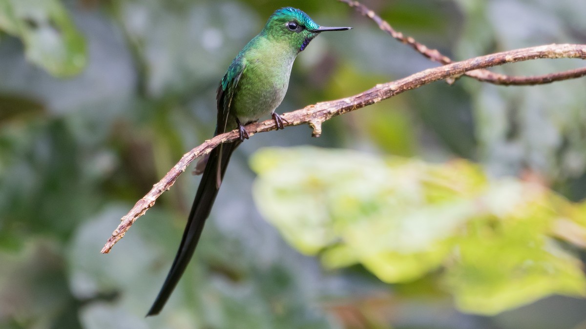 Long-tailed Sylph - ML435638601