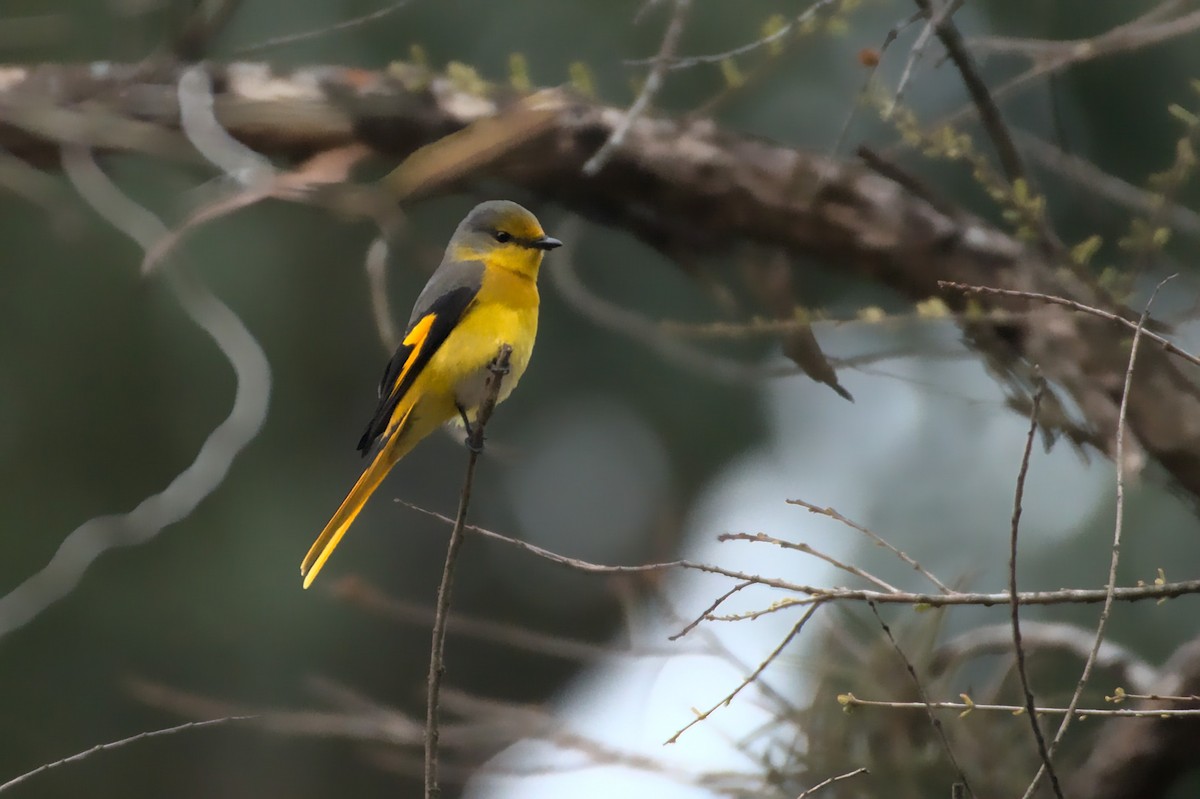 Scarlet Minivet - ML435639001