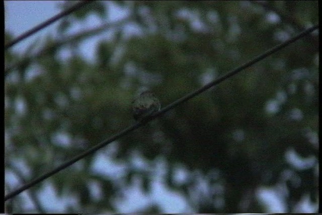 Green-throated Carib - ML435640