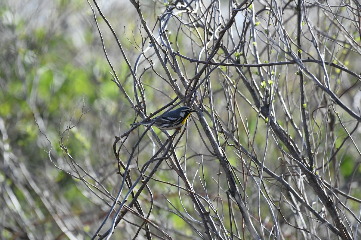 Yellow-throated Warbler - ML435642111