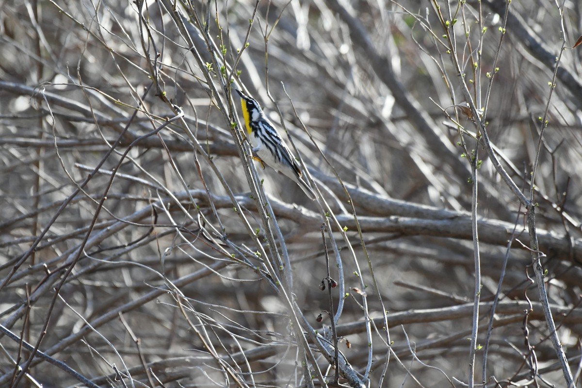 Yellow-throated Warbler - ML435642121
