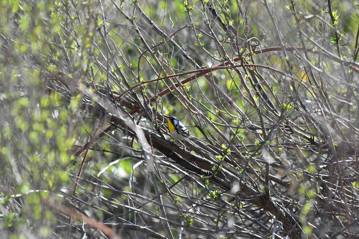 Yellow-throated Warbler - ML435642141