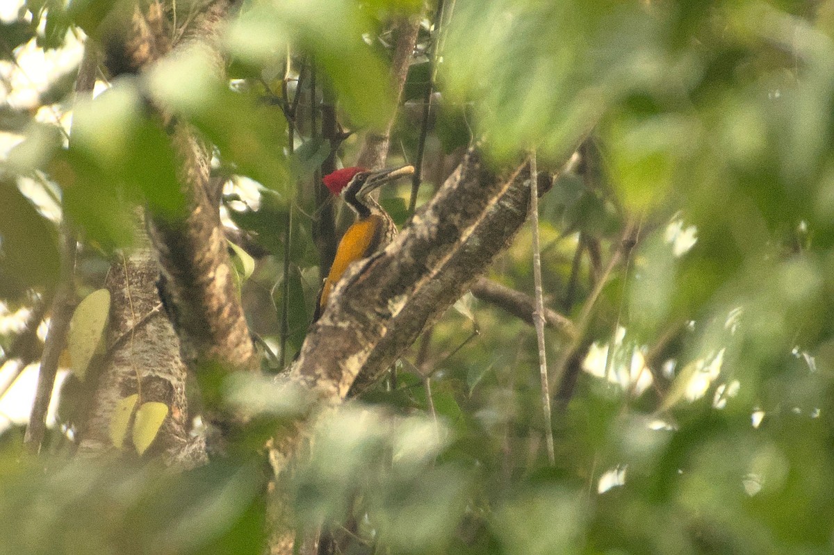 Greater Flameback - ML435643781