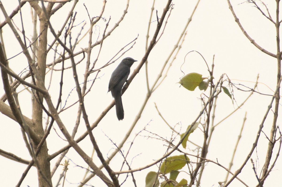 Black-winged Cuckooshrike - Ashwani Sharma