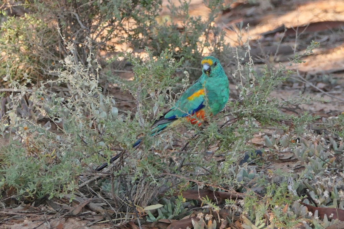 Mulga Parrot - ML435644241