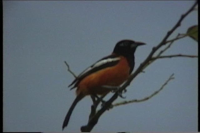 Oriole troupiale - ML435645