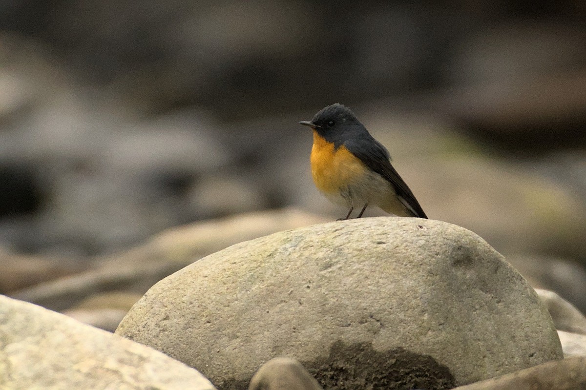 Slaty-backed Flycatcher - ML435647071