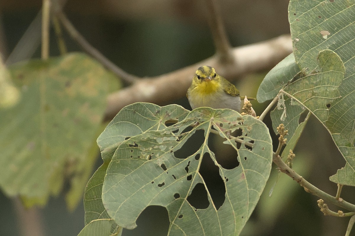 Yellow-vented Warbler - ML435647281