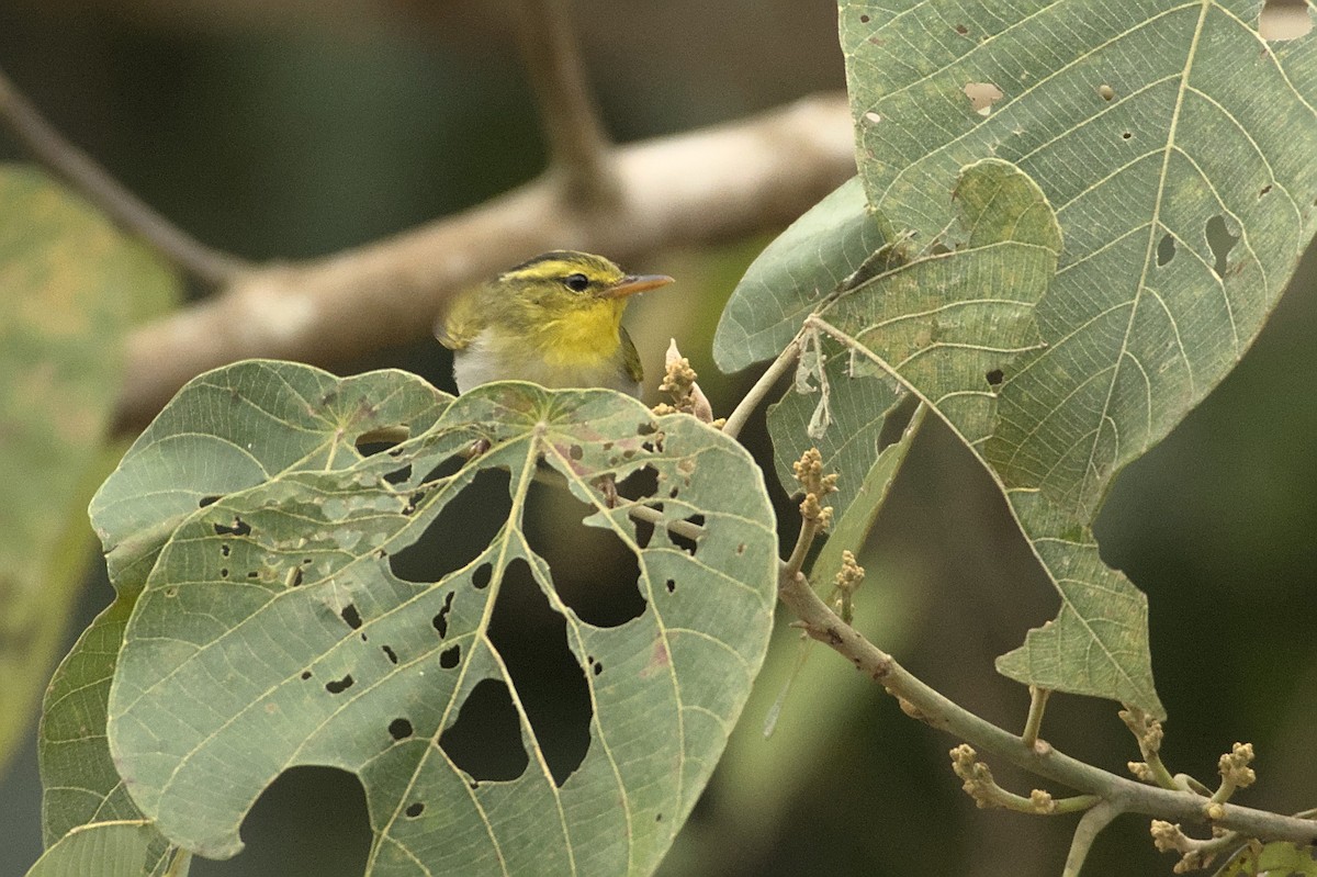 Yellow-vented Warbler - ML435647291