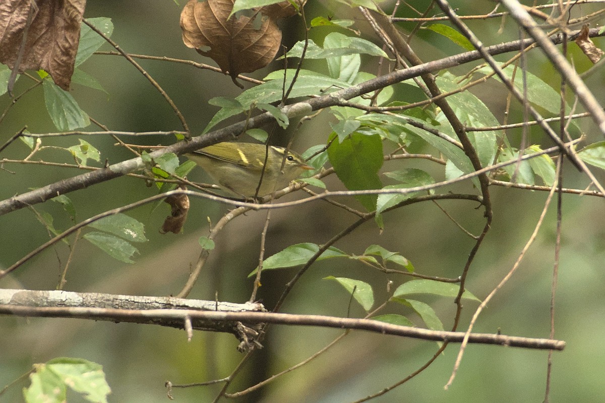 Yellow-vented Warbler - ML435647301