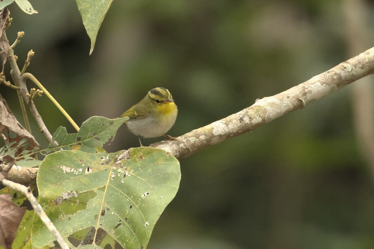 Yellow-vented Warbler - ML435647311