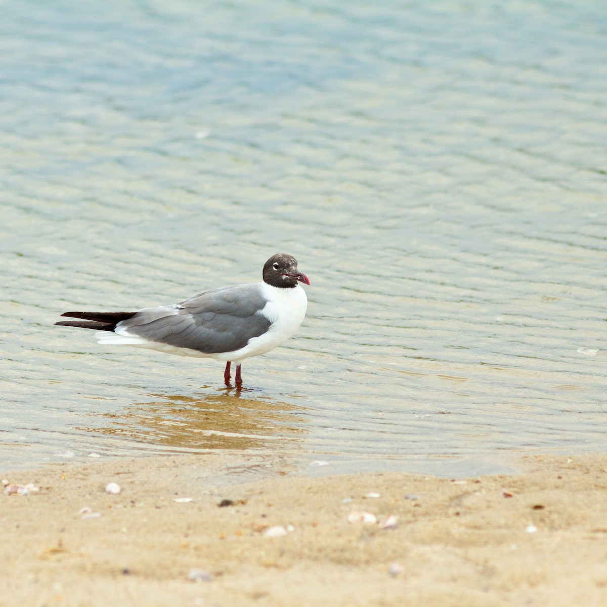 Laughing Gull - ML43564741