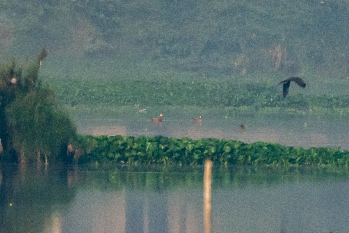 Ruddy Shelduck - ML435647881