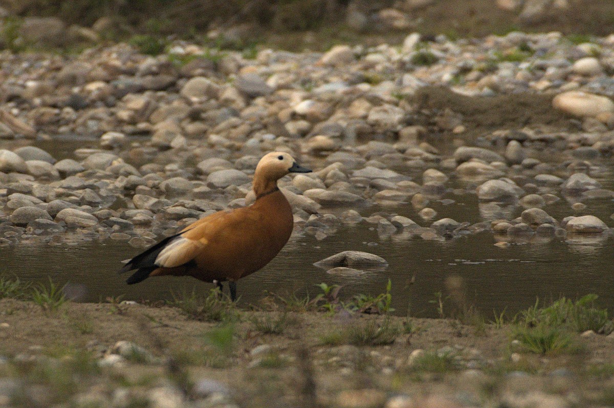 Ruddy Shelduck - ML435647891