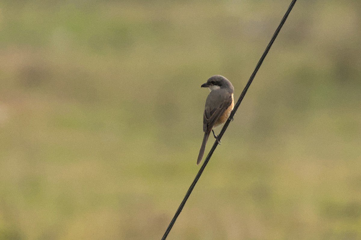 Gray-backed Shrike - ML435647901