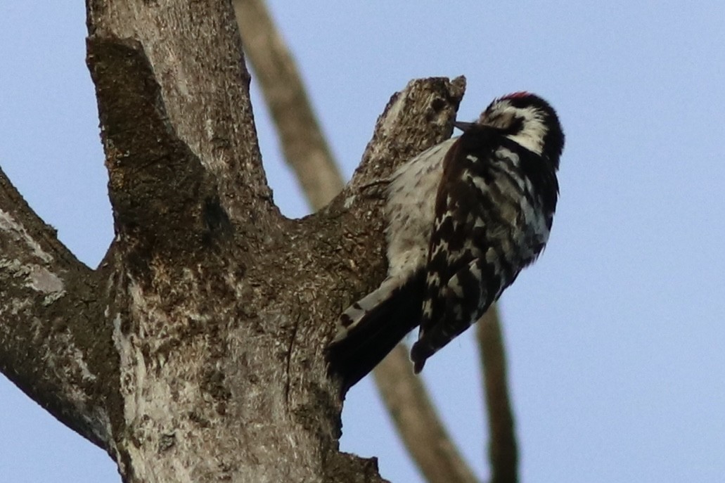 Lesser Spotted Woodpecker - ML435648021