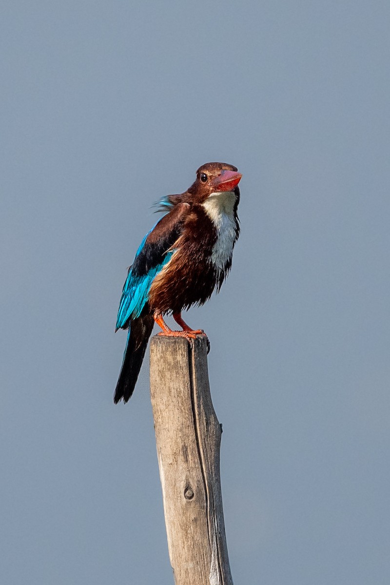 White-throated Kingfisher - ML435648241