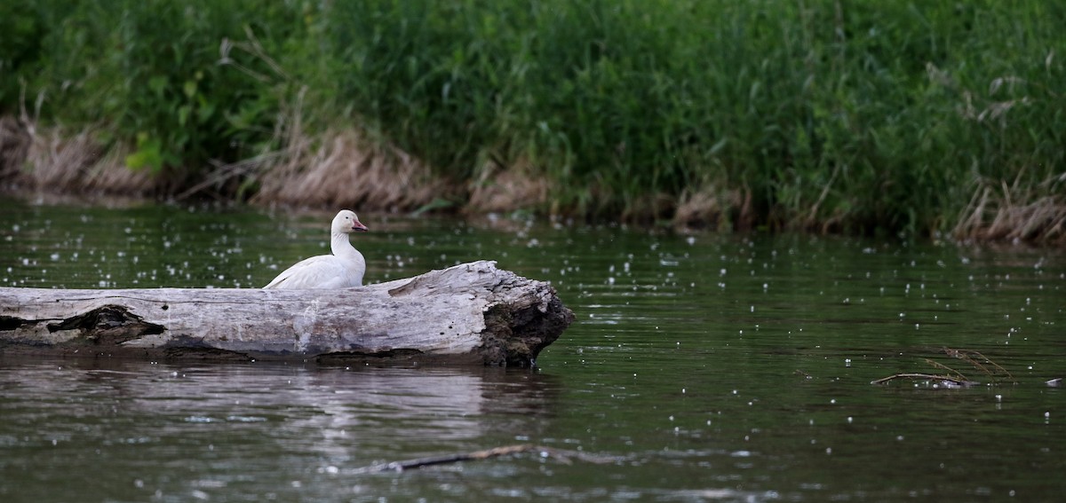 Snow Goose - ML43564871