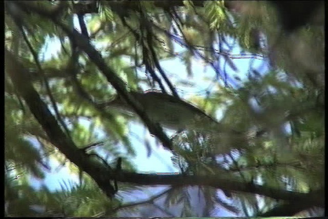 Vireo Bigotudo - ML435649