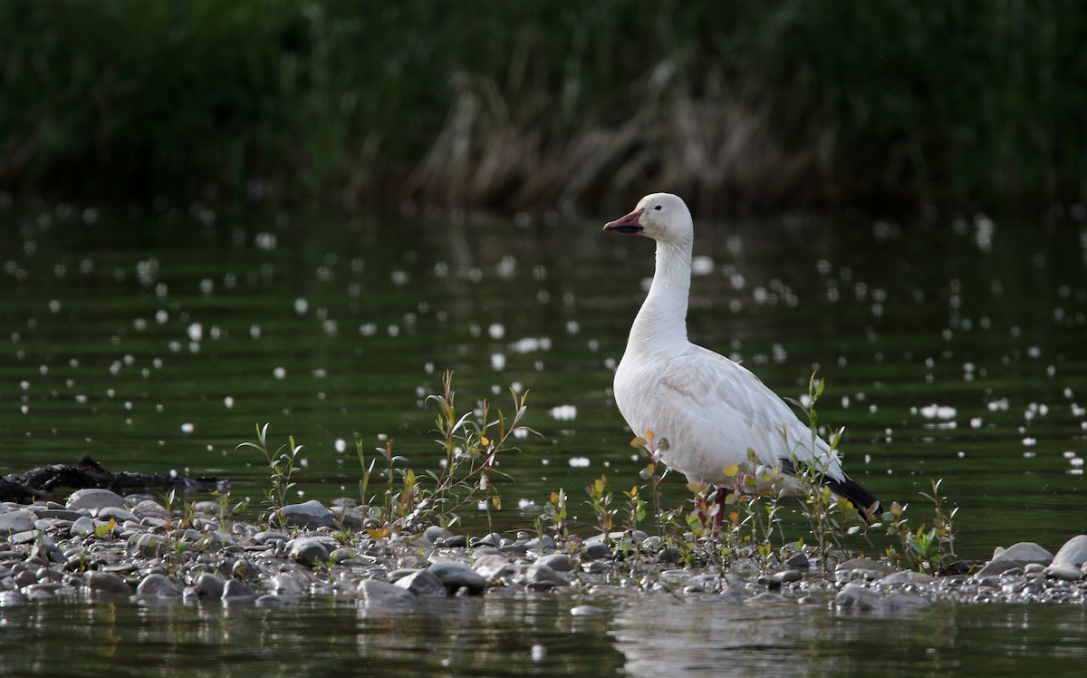 Snow Goose - ML43564961