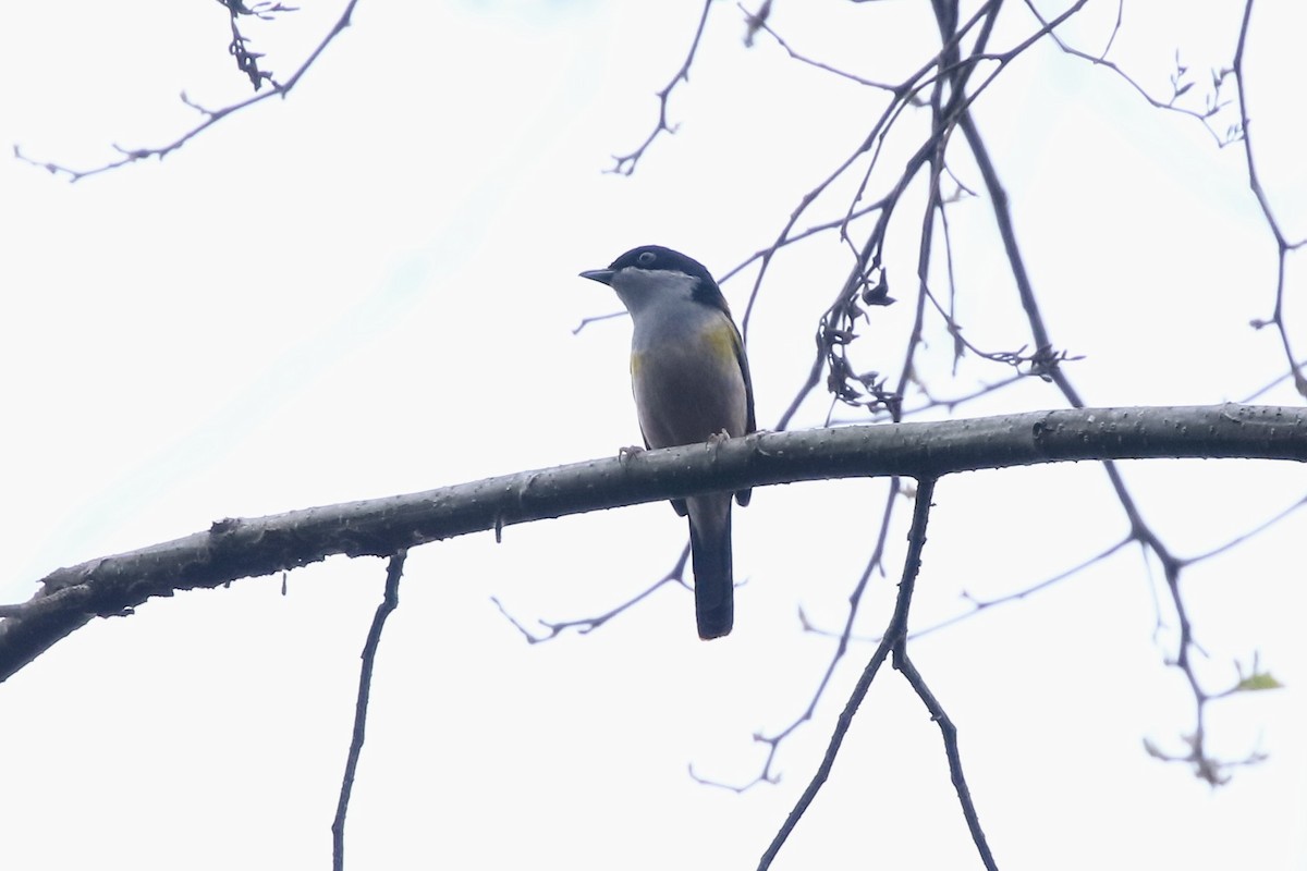 Black-headed Shrike-Babbler - ML435649751