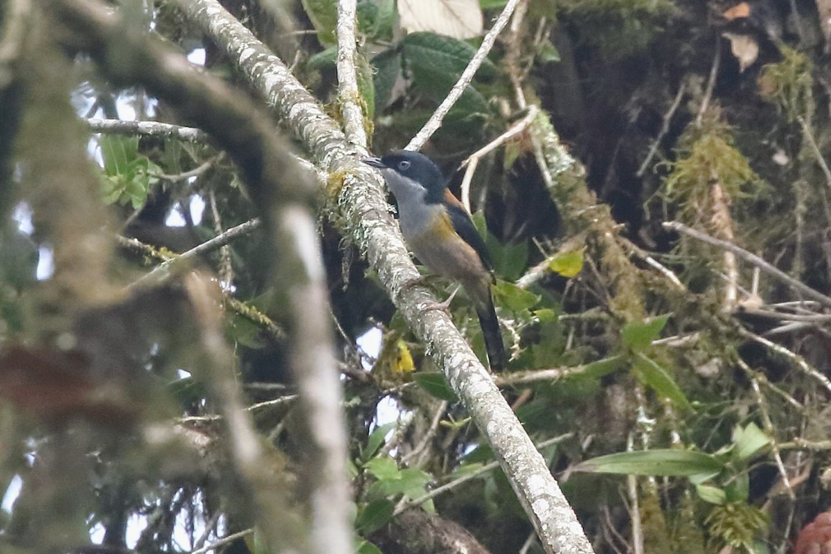 Black-headed Shrike-Babbler - ML435649771