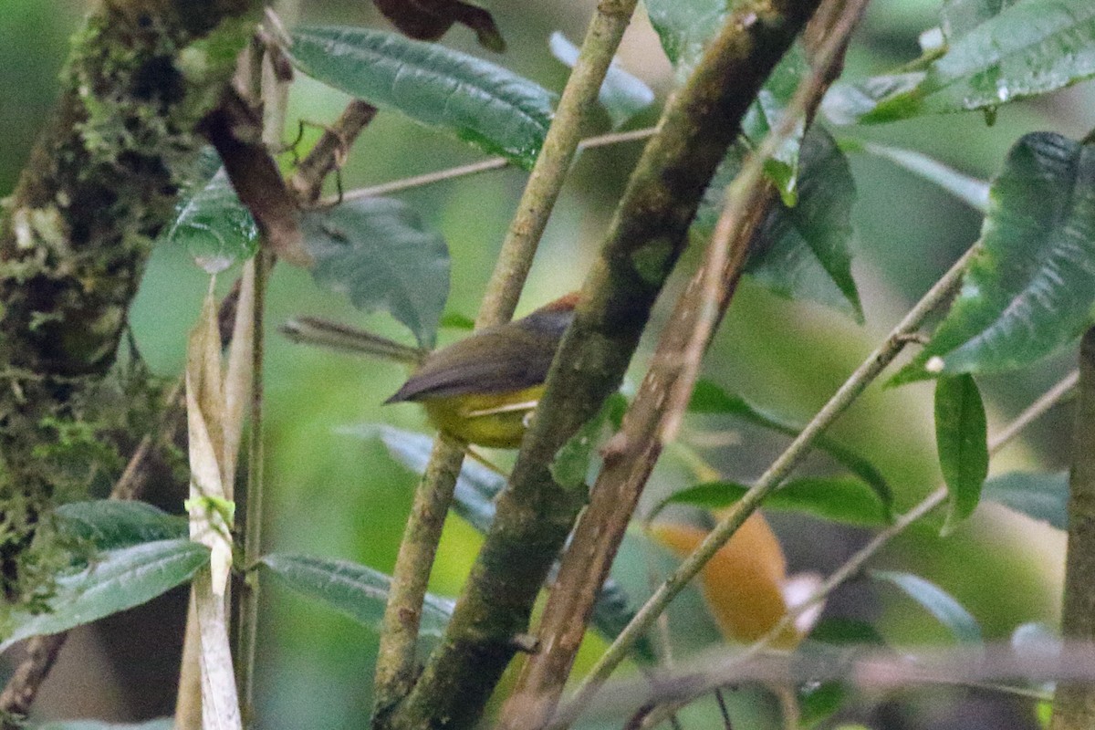 Broad-billed Warbler - ML435649831