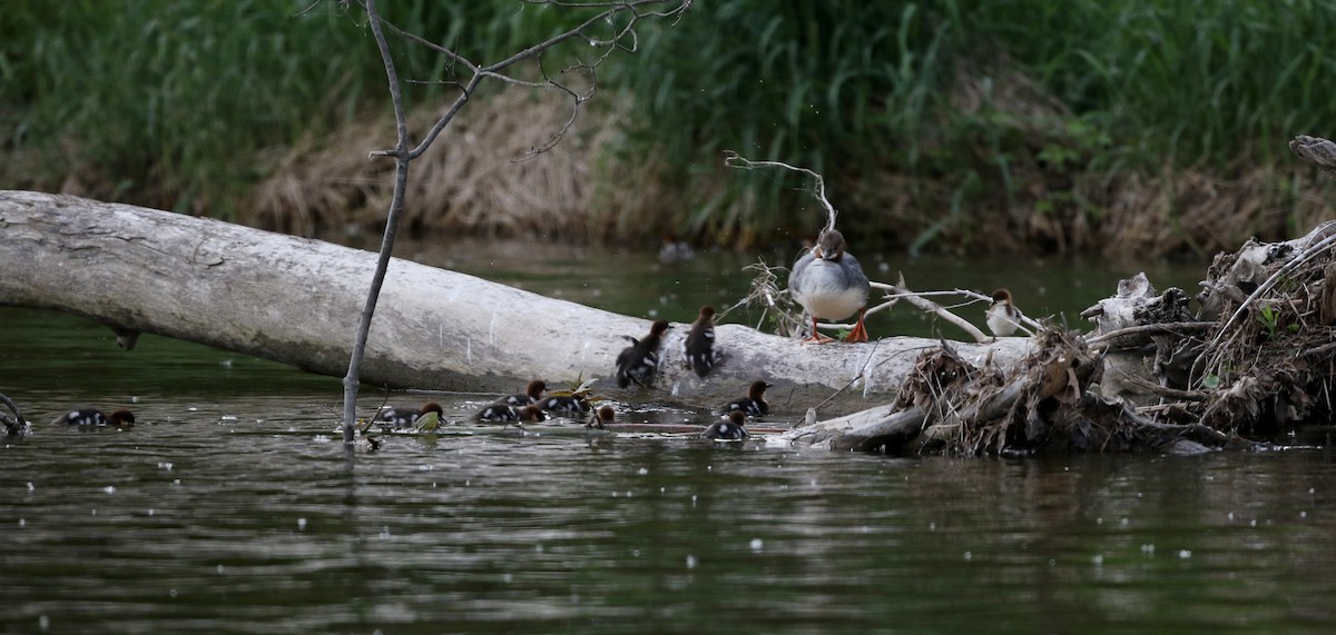 Common Merganser (North American) - ML43565001