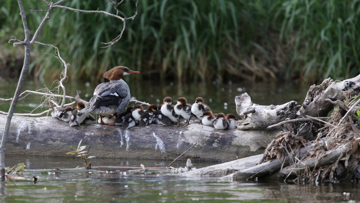 Common Merganser (North American) - ML43565061