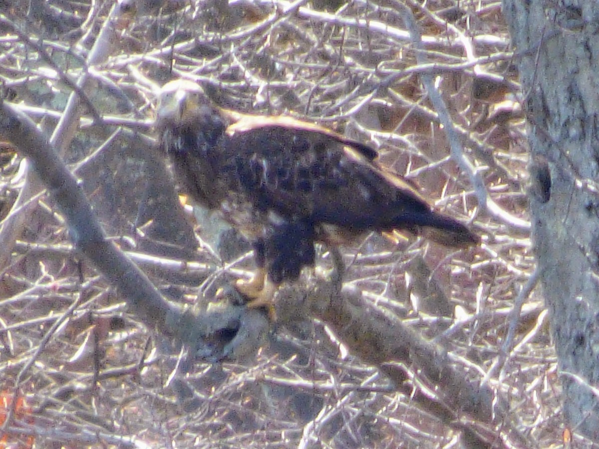 Weißkopf-Seeadler - ML435650891