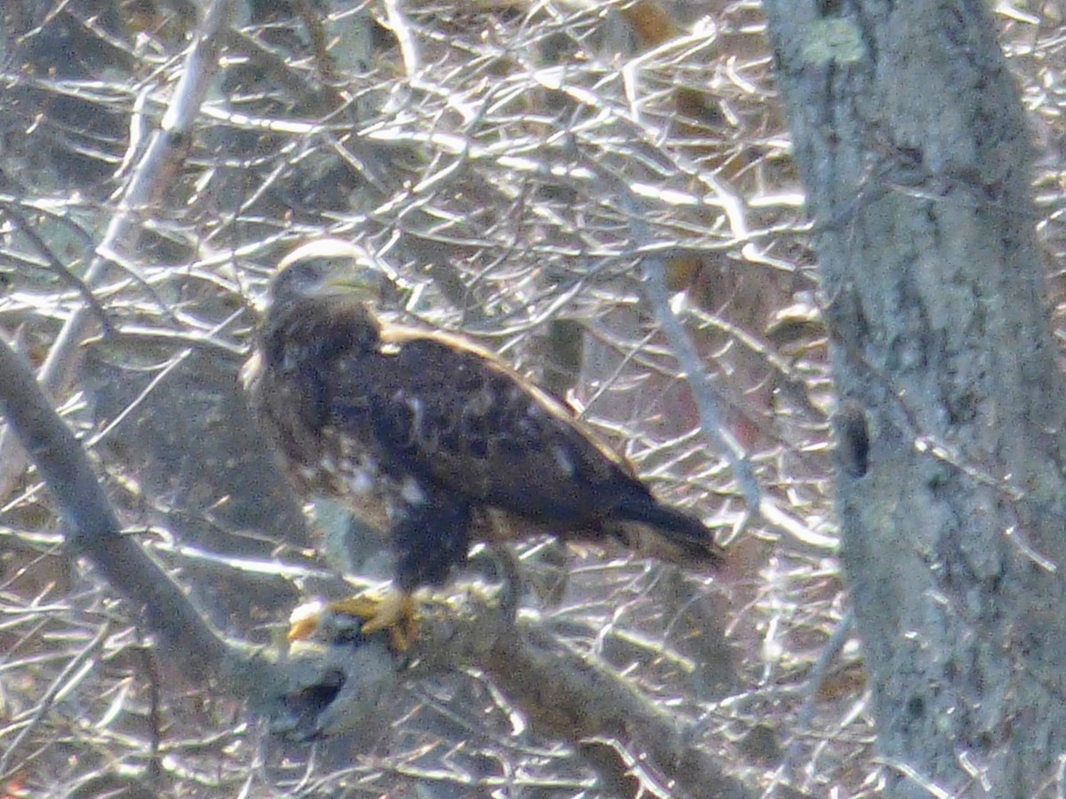 Weißkopf-Seeadler - ML435650901