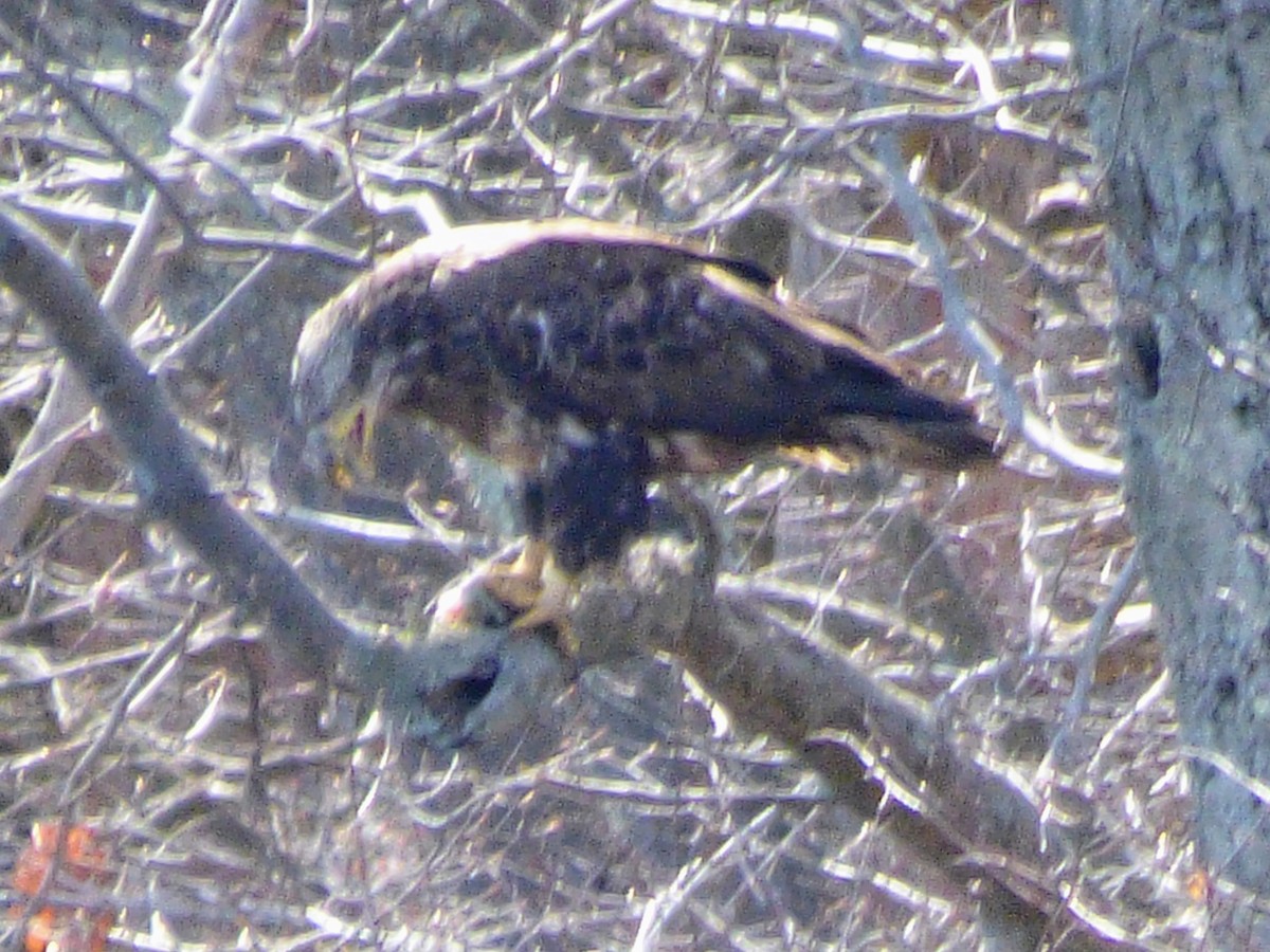 Bald Eagle - ML435650921