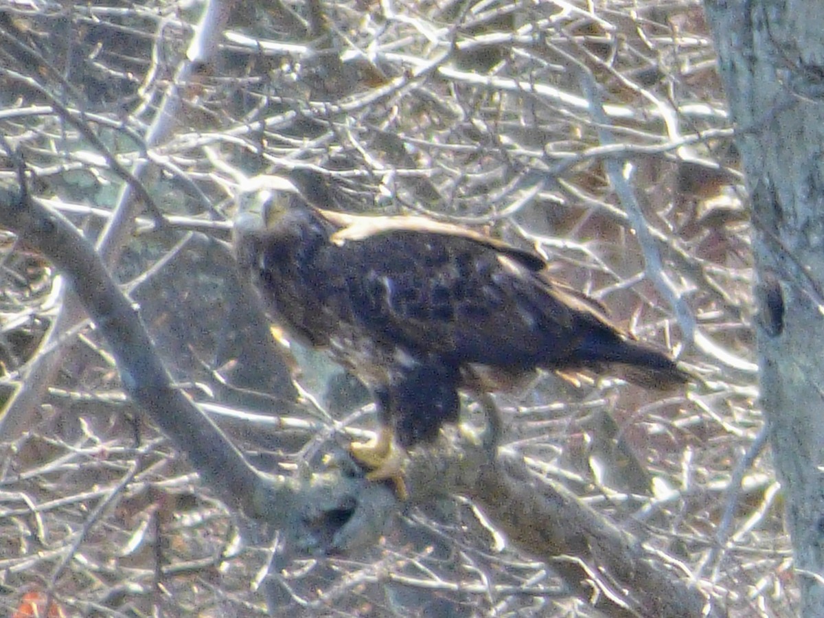 Weißkopf-Seeadler - ML435650931