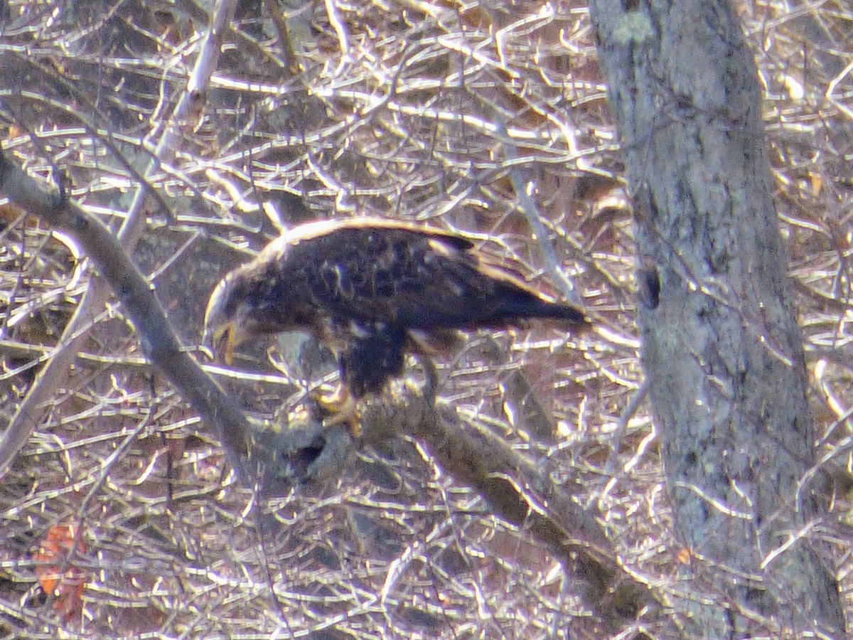 Weißkopf-Seeadler - ML435650971