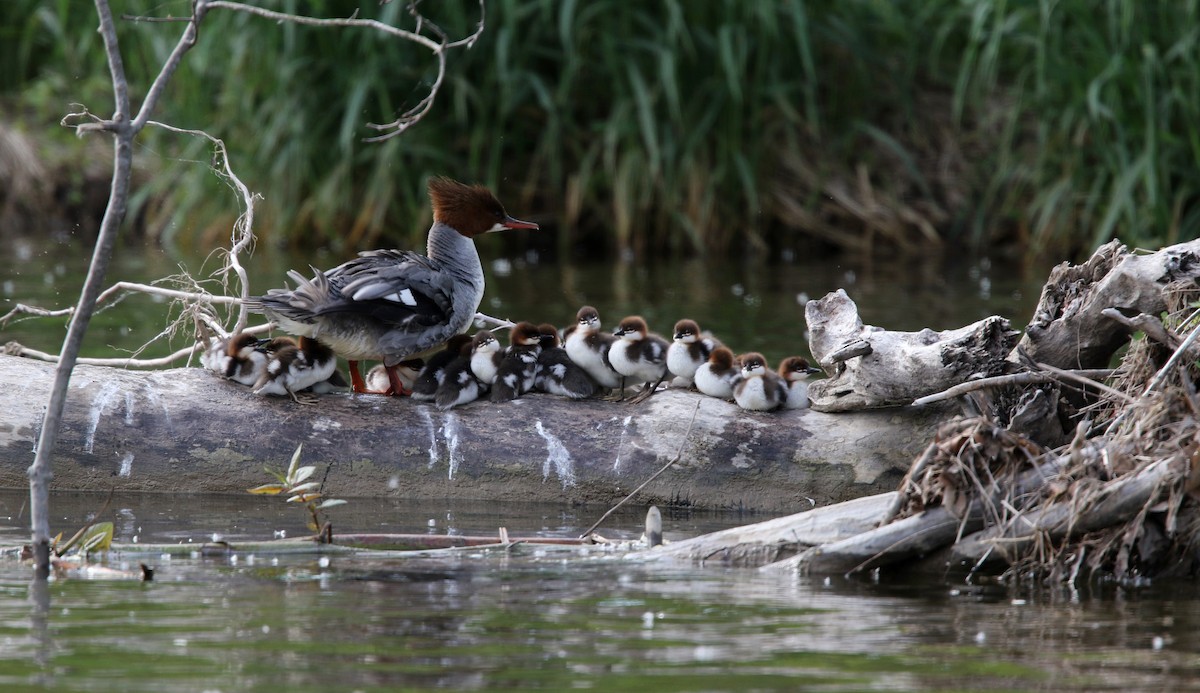 Common Merganser (North American) - ML43565121