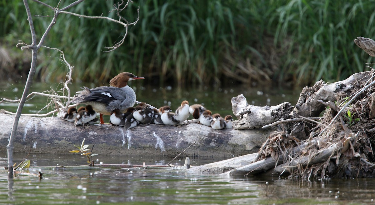 Common Merganser (North American) - ML43565141