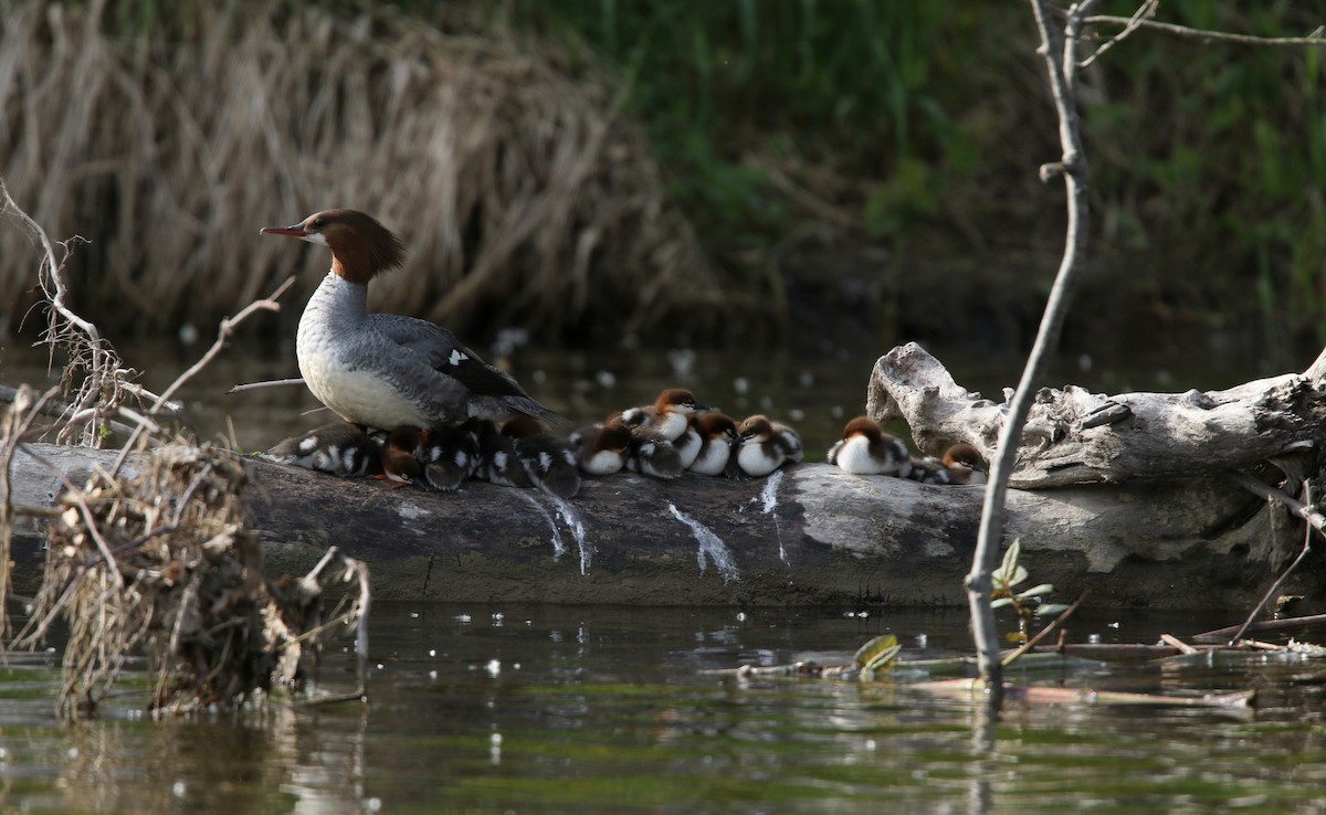 Common Merganser (North American) - ML43565271