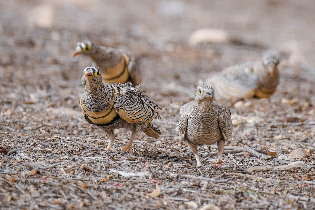 Lichtenstein's Sandgrouse - Itamar Donitza