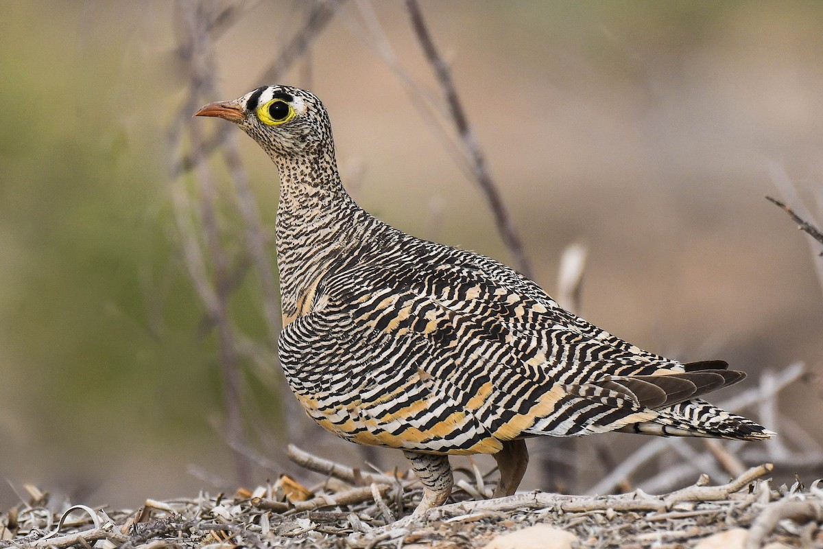 Lichtenstein's Sandgrouse - Itamar Donitza