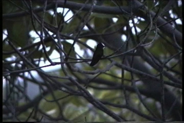 Хохлатый колибри (exilis) - ML435653