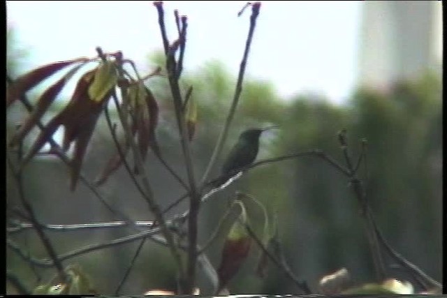 kolibřík hedvábný - ML435654