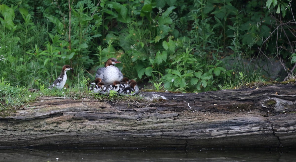 Common Merganser (North American) - ML43565411