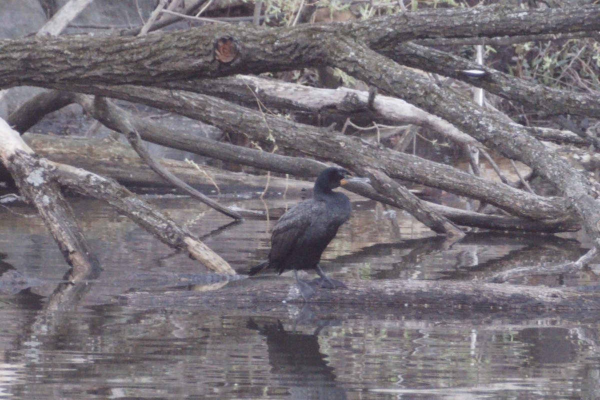 Double-crested Cormorant - Scott Harris